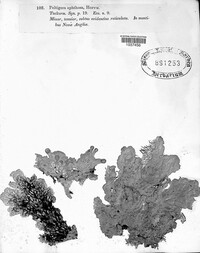 Peltigera aphthosa image